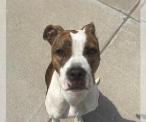 Bullboxer Pit Dogs for adoption in Tulsa, OK, USA