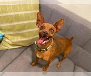 Miniature Pinscher Dogs for adoption in  Ramona, CA, USA