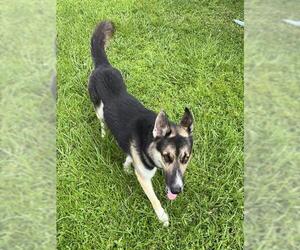 German Shepherd Dog Dogs for adoption in Palmetto, FL, USA