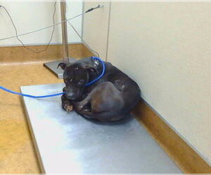 Mutt Dogs for adoption in Sacramento, CA, USA