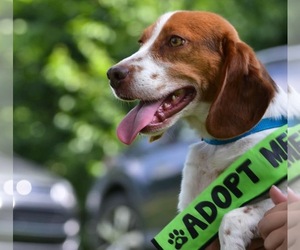 Beagle Dogs for adoption in Florence, KY, USA