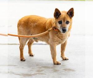 Chihuahua-Unknown Mix Dogs for adoption in Camarillo, CA, USA