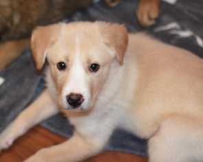 Labrador Retriever-Unknown Mix Dogs for adoption in Dodson, MT, USA