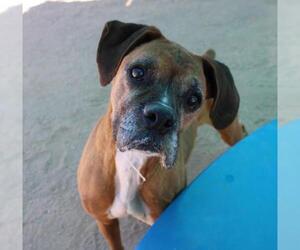 Boxer Dogs for adoption in Apple Valley, CA, USA