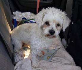 Maltipoo Dogs for adoption in Gilbertsville, PA, USA