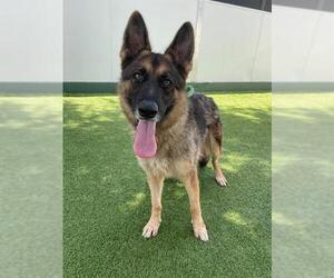 German Shepherd Dog Dogs for adoption in Naples, FL, USA