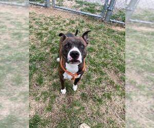 American Pit Bull Terrier-Unknown Mix Dogs for adoption in Louisville, KY, USA