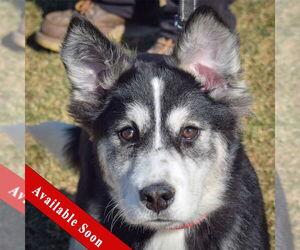 - Mix Dogs for adoption in Huntley, IL, USA