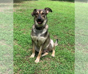 German Shepherd Dog-Unknown Mix Dogs for adoption in Alexander, AR, USA