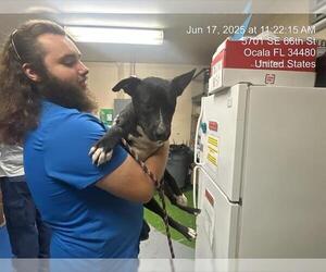 American Pit Bull Terrier-Unknown Mix Dogs for adoption in Ocala, FL, USA
