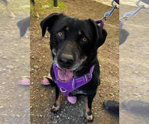 Mutt Dogs for adoption in San Diego, CA, USA