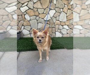 Chiranian Dogs for adoption in Sacramento, CA, USA