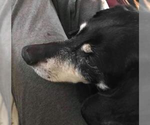 Dachshund Dogs for adoption in Tuscaloosa, AL, USA
