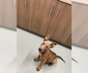 Mutt Dogs for adoption in Baytown, TX, USA