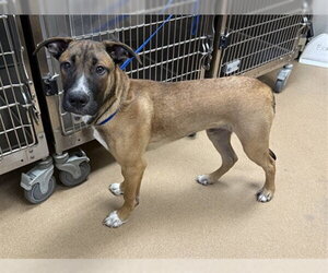 German Shepherd Dog Dogs for adoption in Norco, CA, USA