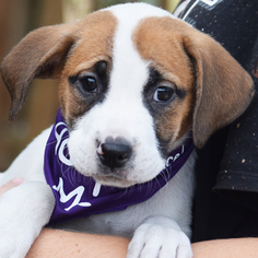 Boxador Dogs for adoption in Huntley, IL, USA