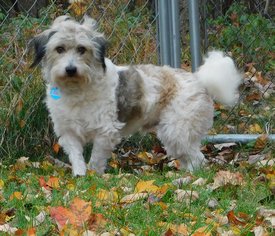 Petit Basset Griffon Vendeen-Tibetan Terrier Mix Dogs for adoption in Blakeslee, PA, USA