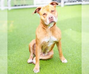 Mutt Dogs for adoption in Camarillo, CA, USA