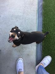 Miniature Pinscher Dogs for adoption in San Diego, CA, USA