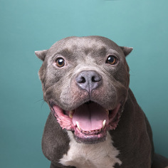 American Pit Bull Terrier Dogs for adoption in Anniston, AL, USA