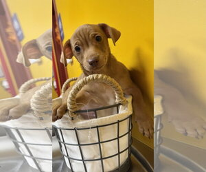 Chihuahua-Unknown Mix Dogs for adoption in Munford, TN, USA