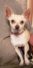Chihuahua Dogs for adoption in Harrison, AR, USA