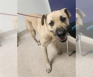 Labrador Retriever Dogs for adoption in Bakersfield, CA, USA