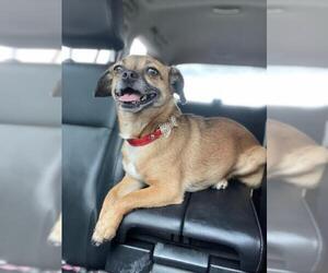 ShiChi Dogs for adoption in Salt Lake City, UT, USA