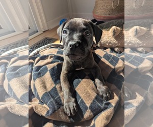 American Pit Bull Terrier-Unknown Mix Dogs for adoption in Catasauqua, PA, USA