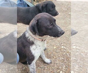 Labrador Retriever-Unknown Mix Dogs for adoption in Canton, CT, USA