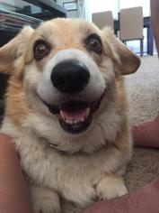 Pembroke Welsh Corgi Dogs for adoption in Salt Lake City, UT, USA