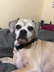 Puggle Dogs for adoption in Fort Lauderdale, FL, USA