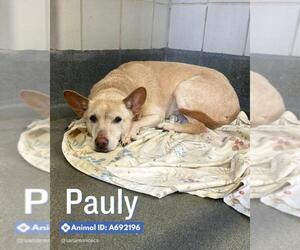 Labrador Retriever-Unknown Mix Dogs for adoption in San Antonio, TX, USA