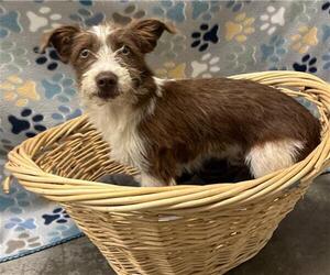 Parson Russell Terrier-Unknown Mix Dogs for adoption in Rosenberg, TX, USA