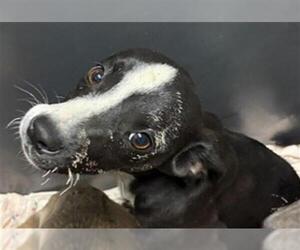 Mutt Dogs for adoption in Bakersfield, CA, USA