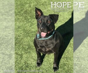 Mutt Dogs for adoption in Godfrey, IL, USA