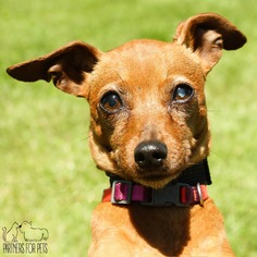 Miniature Pinscher Dogs for adoption in Troy, IL, USA