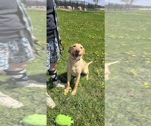Labrador Retriever-Unknown Mix Dogs for adoption in Oskaloosa, IA, USA