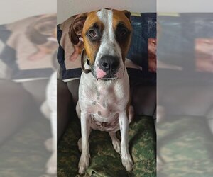 Labrador Retriever-Unknown Mix Dogs for adoption in San Antonio, TX, USA