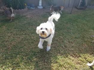 Maltipoo Dogs for adoption in Goodyear, AZ, USA