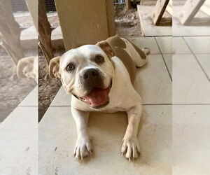Bulldog-Unknown Mix Dogs for adoption in San Diego, CA, USA
