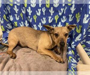 Chihuahua-Unknown Mix Dogs for adoption in Modesto, CA, USA