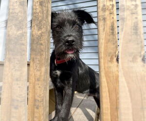 Labrador Retriever-Unknown Mix Dogs for adoption in GILBERTS, IL, USA