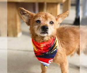 Mutt Dogs for adoption in San Antonio, TX, USA
