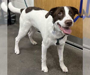 Pointer-Unknown Mix Dogs for adoption in Forestville, MD, USA