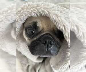 Pug Dogs for adoption in Brights Grove, Ontario, Canada