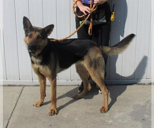 German Shepherd Dog Dogs for adoption in Louisville, KY, USA