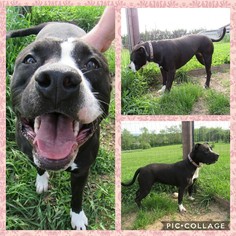 American Pit Bull Terrier Dogs for adoption in Pine Grove, PA, USA