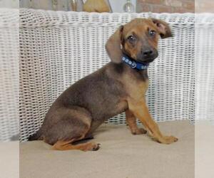 Chiweenie Dogs for adoption in Grovertown, IN, USA