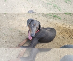 Doberman Pinscher Dogs for adoption in NYC, NY, USA
